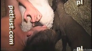 Зоофил залупился писюном в дырочку овечки